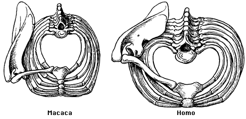Brustkorb und rechter Teil des Schultergrtels bei Makaken und Menschen