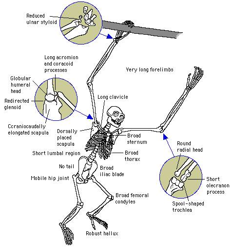Characteristic skeletal features of extant Hominoidea