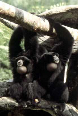 Mated siamangs (S. syndactylus) produce duet songs