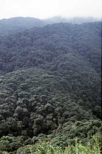 Urwaldreste in den Ailao Bergen der sdwestchinesischen Yunnan Provinz