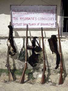 Waffen die whrend eines Gibbon-Surveys im Bawangling Reservat konfisziert wurden