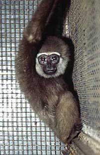 gibbons agile gibbon female zoo sept variant juvenile jakarta intermediate ragunan indonesia 1998 almost complete shows face young light