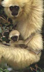 White-handed gibbon (Hylobates lar)