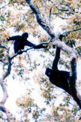Hainan black crested gibbon (Nomascus hainanus)