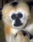 White-cheeked crested gibbon (Nomascus leucogenys) female