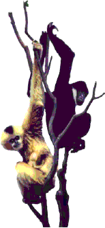 White-cheeked crested gibbon (Nomascus leucogenys) family group