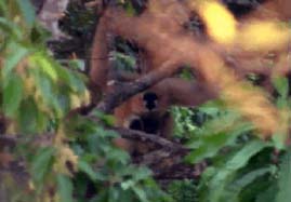 Video still: Through the eye of a gibbon